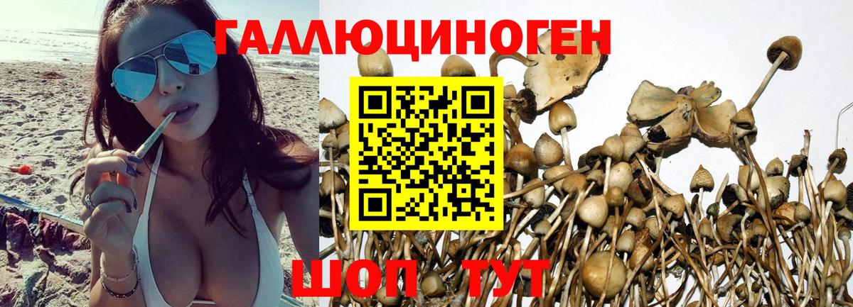 Псилоцибиновые грибы Psilocybe  Галлюциногенные грибы MAGIC MUSHROOMS  Балаково  Вход с VPN 